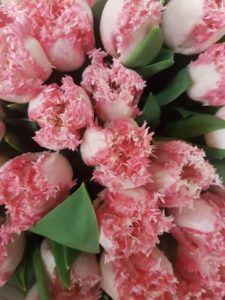 tulp-kartel-rand-roze